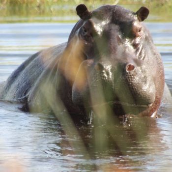 Foto door Minke Smits
